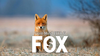 FOX by Esya G - Video Download