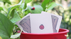 Lucky Ladybug (Log) by Joshua Ray & Deuce Gala Magic