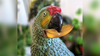 Banana Cadabra by Midnight Spell