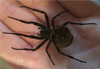 Ominous Deck Spider - Diamond Jim Tyler - Special Limited Stock Only!