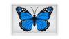 Omni Butterfly by Hyde Ren & Bacon Magic